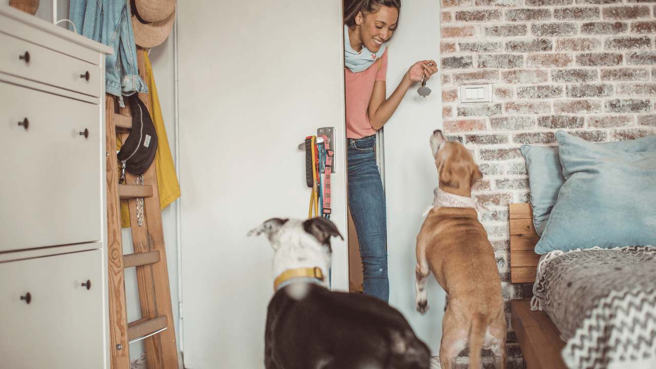Quanto custa um passeador de cães em 2026: preço por passeio e mensal