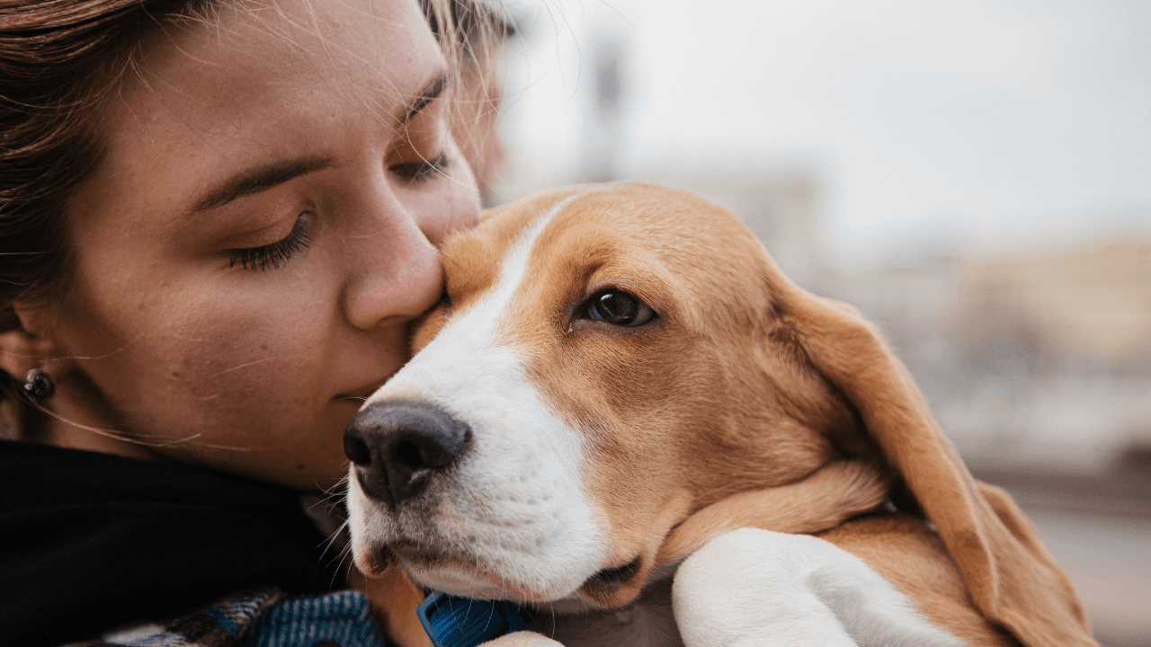 Pet sitter especializado em 2026: quando vale a pena e quanto custa
