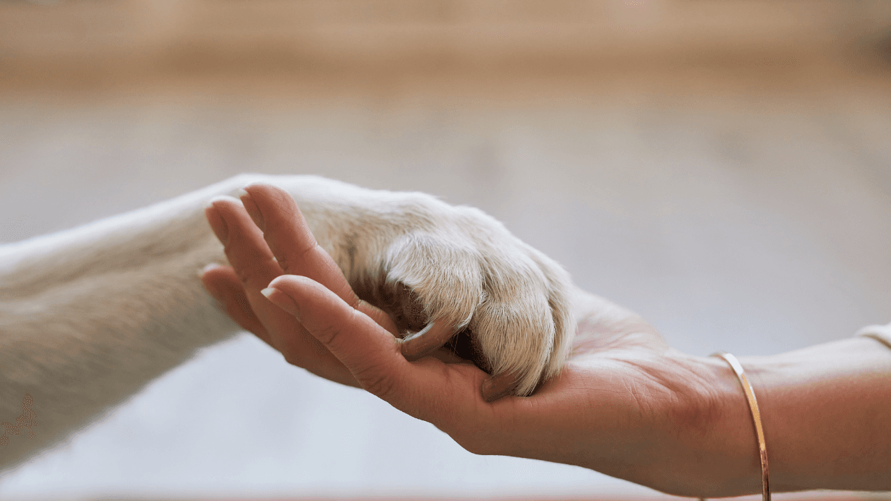 Por que contratar um cuidador de pet em 2026: 6 motivos e quanto custa