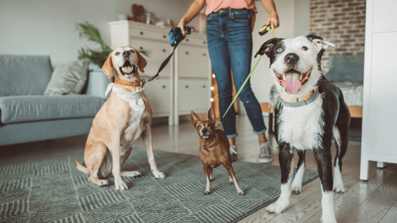Vai viajar em 2026? Como o pet sitter garante o bem-estar do seu animal